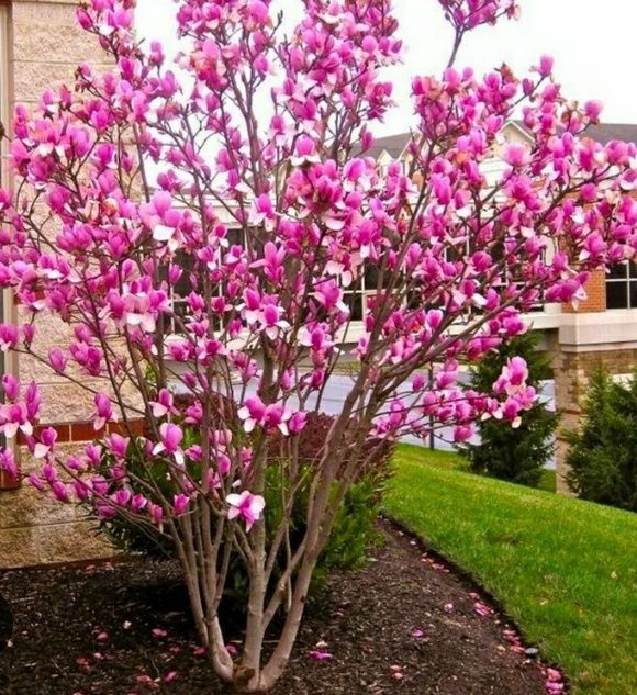 Magnolia Rustica Ruba