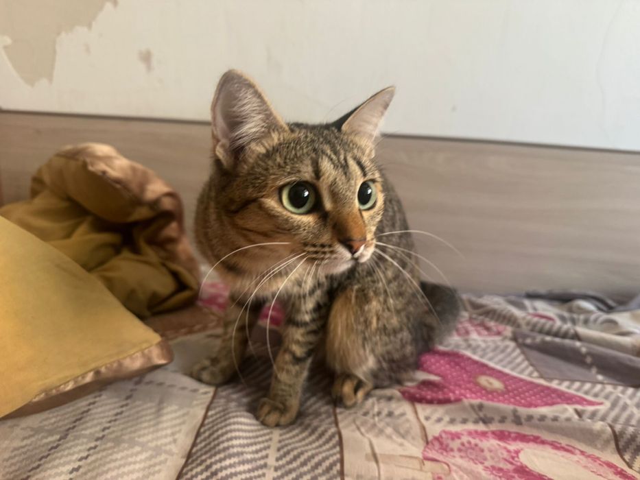Отдам кошку бесплатно