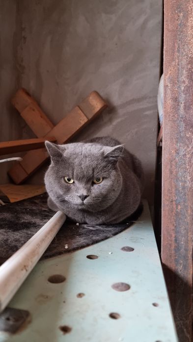 Британский оргинал парода