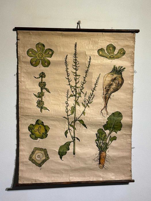 Соц Учебни Плакати Постери Ботаника