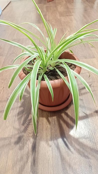 Комнатный цветок хлорофитум хохлатый