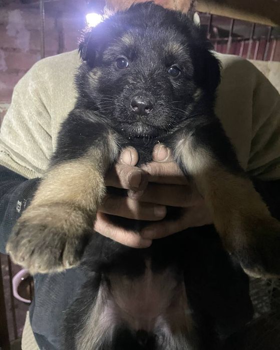 Продаётся щенки Немецкой Овчарки.