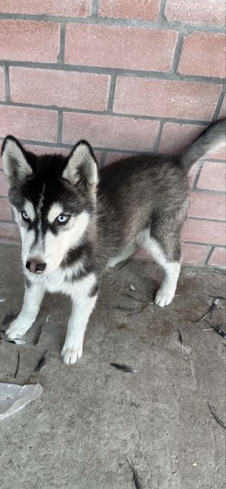 haski sotiladi toza zotli 6oylik pasporti bor erkak