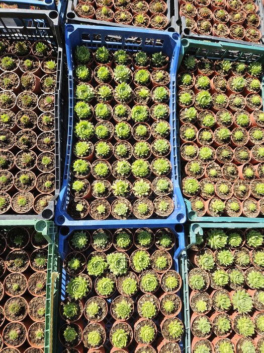 Plante suculente, sempervivum,  pentru mărturii evenimente!