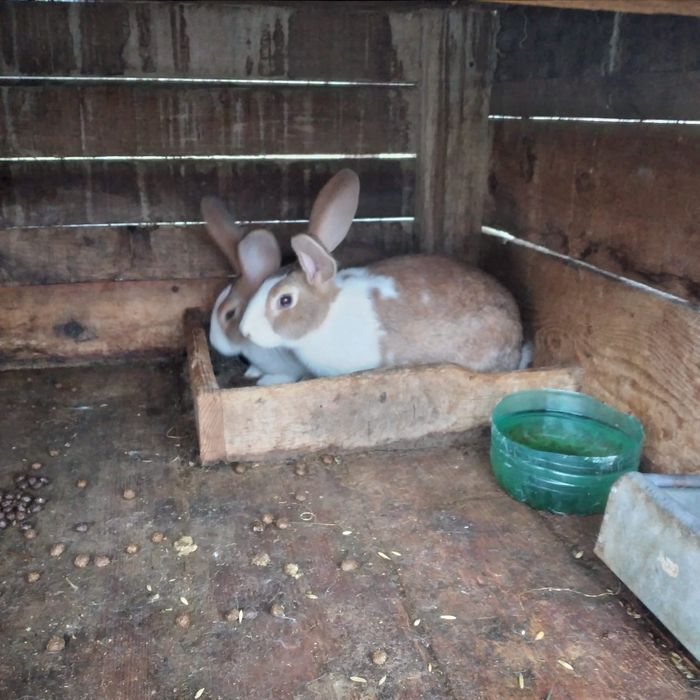 Vînd iepuri hicolle francez și secuiești