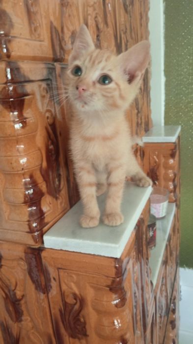 Pisicuțe pentru adopții