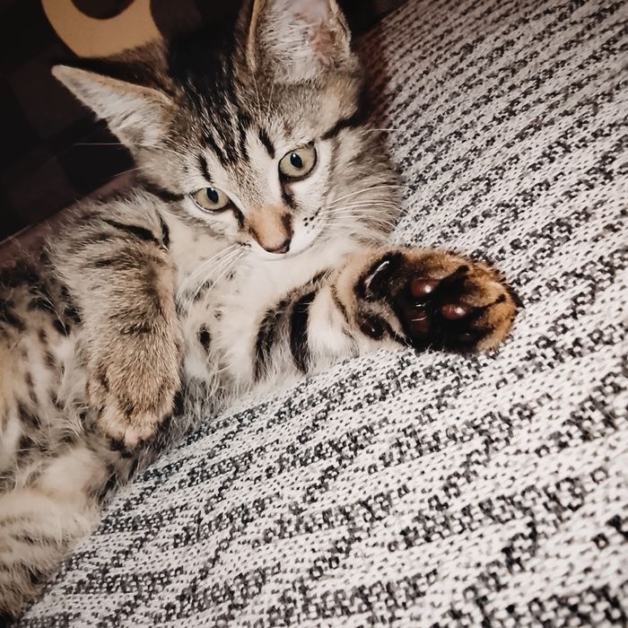 Домашний котёнок