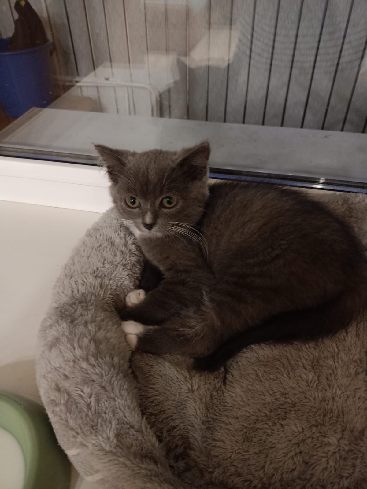Котенок ищет добрые руки