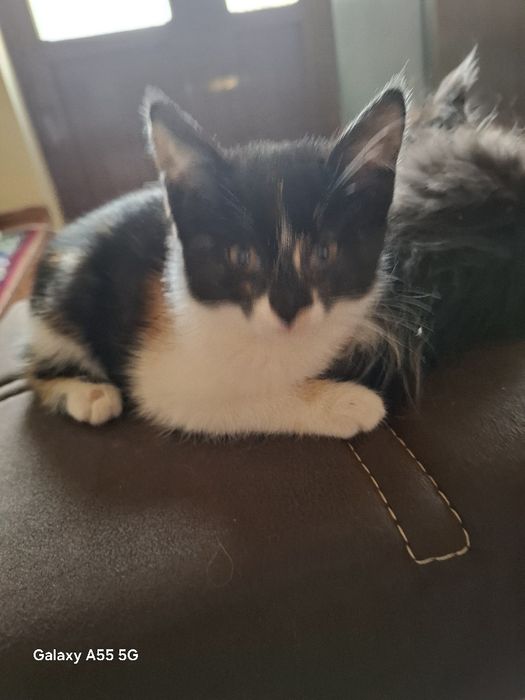 Отдам даром домашнего  котёнка 2 месяца