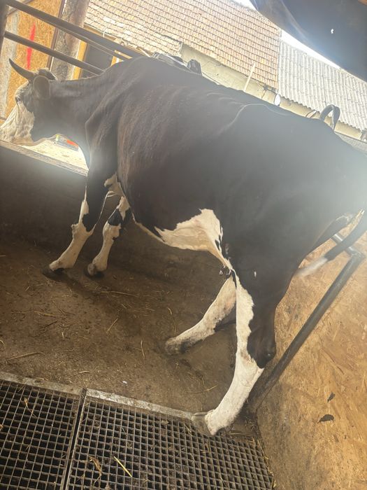 Vaca baltata romaneasca pe negru