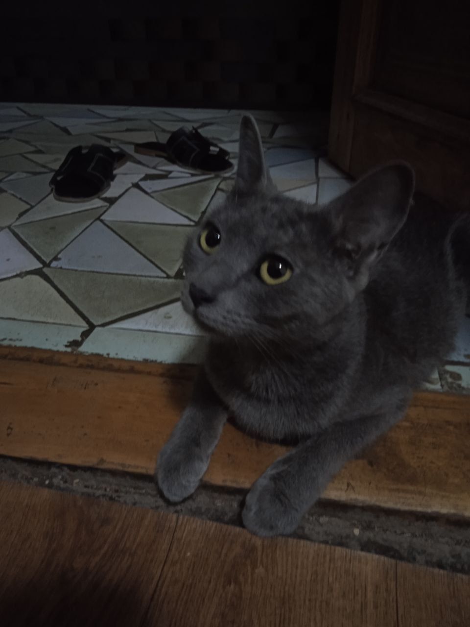 Отдам даром котят и кошку