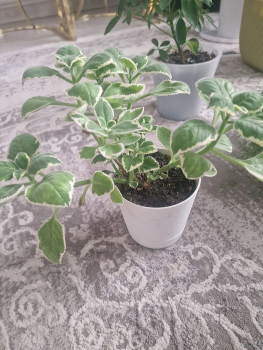 Продам цветы комнатные мята два вида