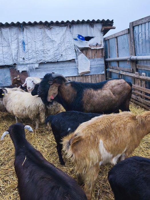 Vând țap anglonubian foarte masiv