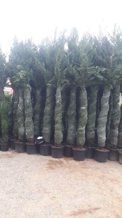 Plante diverse pentru o gradina de vis