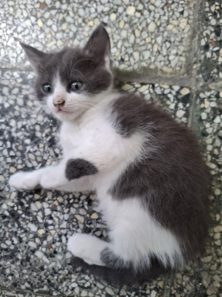 Подарявам нежни котенца