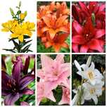 Bulbi /Rizomi Crin Gigant Imperial pt plantat, Alb,Galben,Roz,Rosu,Mov