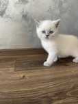 Pui British Shorthair