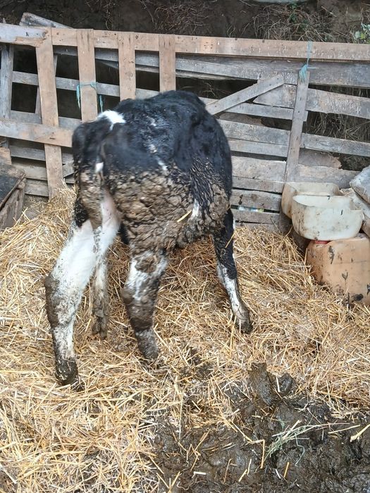 Vitea holstein de vanzare