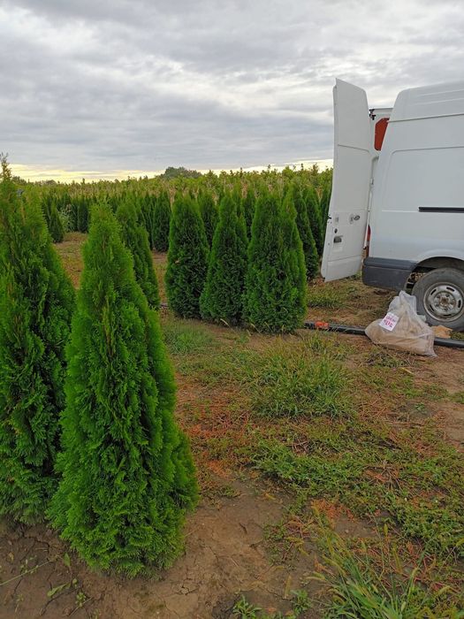 Vând tuia thuja smaragd calitate extra