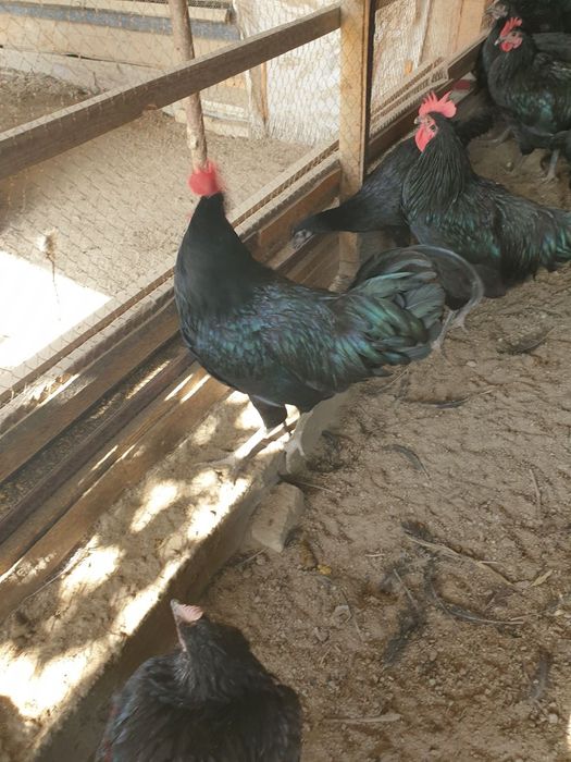 Xo'rozlar sotiladi zotdor  ASTRALOP