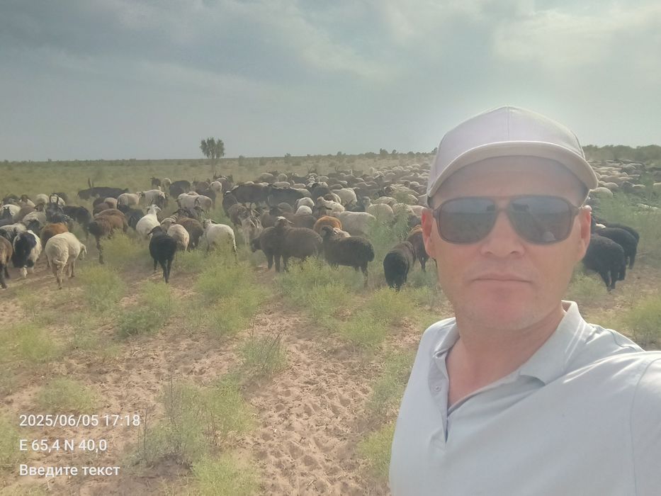 Urgʻochi barra goʻshtka