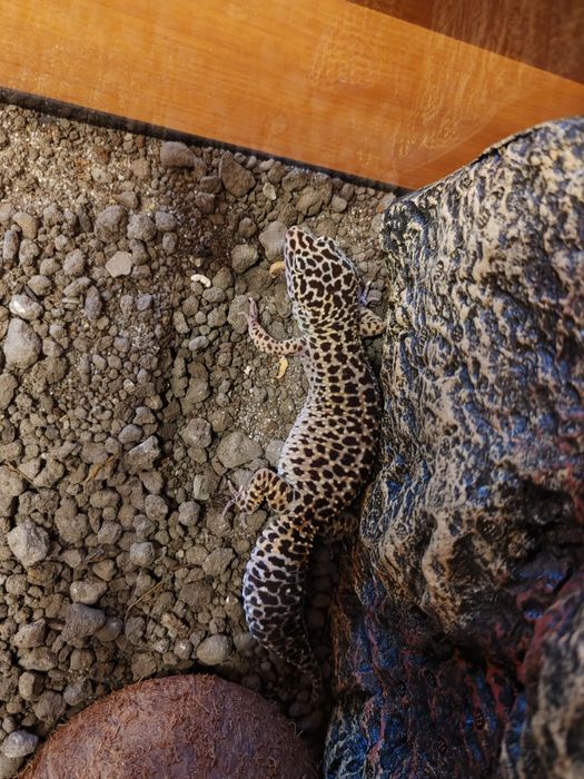 Șopârle Geko Leopard.