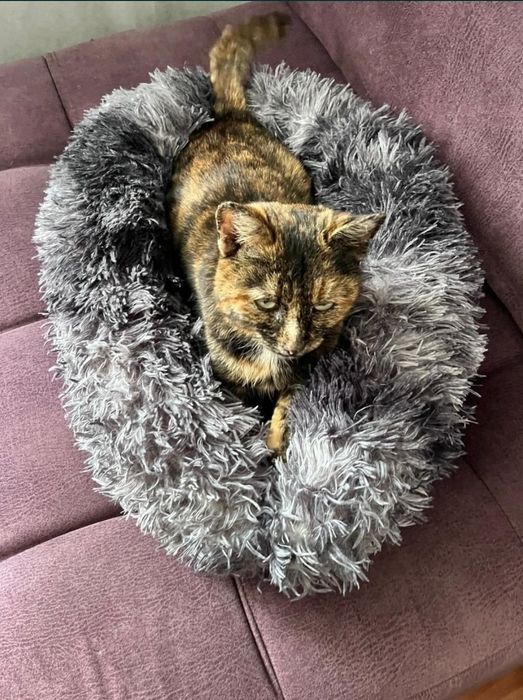 Отдам кошку мышеловку стерелизована