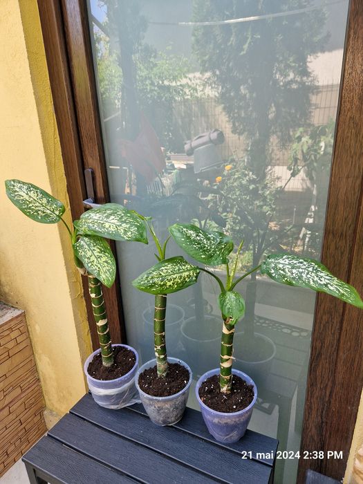 Smochin,tuia,lacramioare,flori de interior