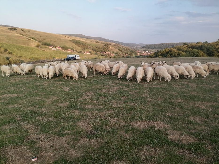 Vând 70 de oi bune