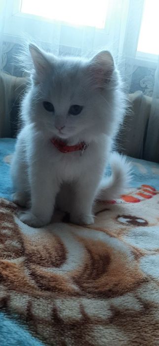 Britanskiy shinshilla