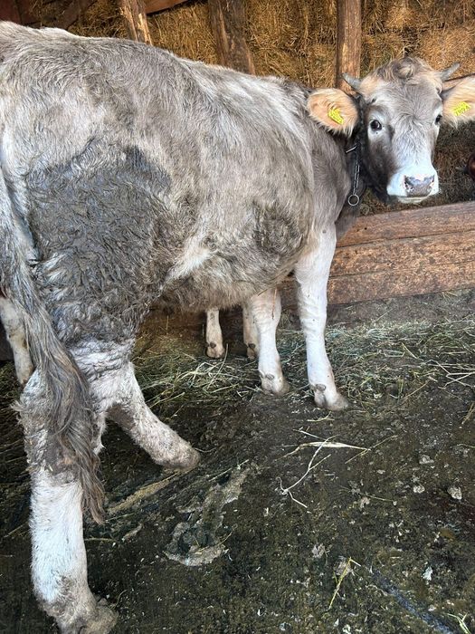 Vând juncă de 5 luni