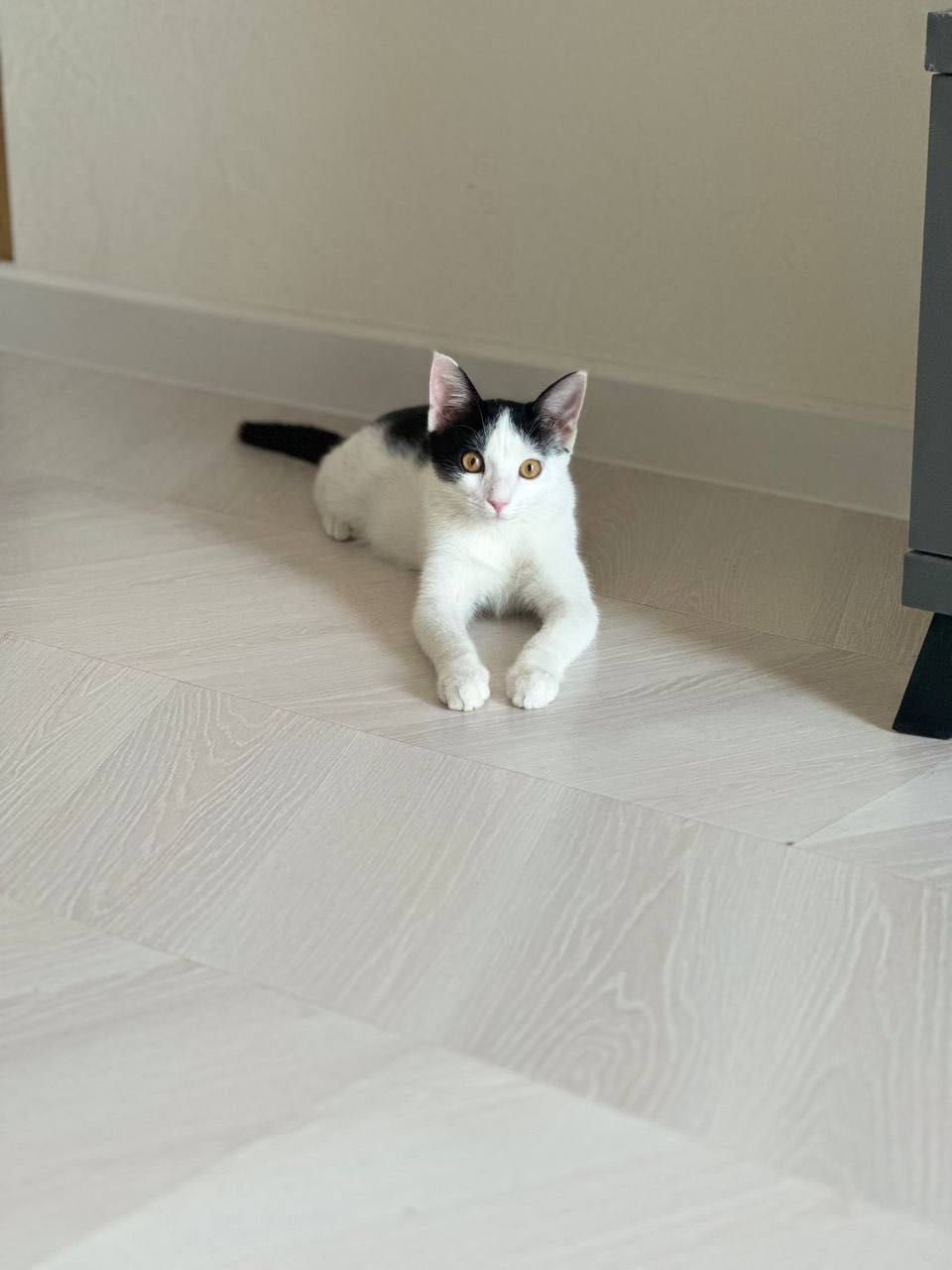 Пристраивается кошка