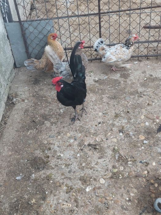 Vând găini americane