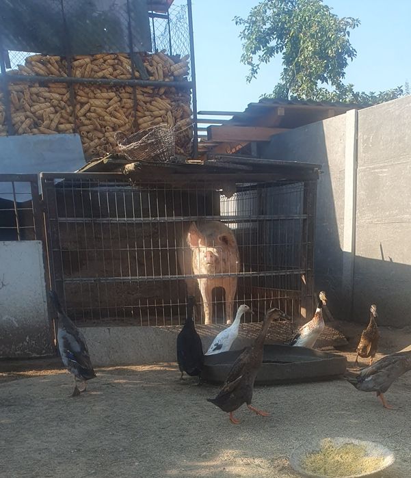 Rățoi alergătoare