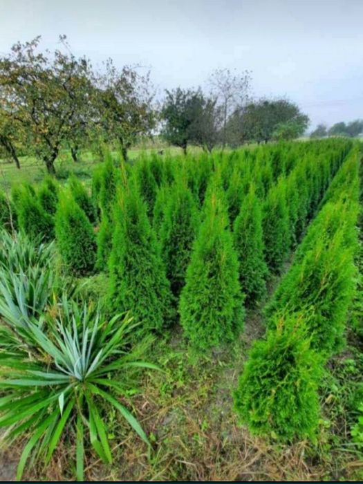 Plante ornamentale tuia smarald leilandi