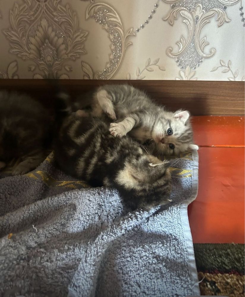 Вислаухие котята