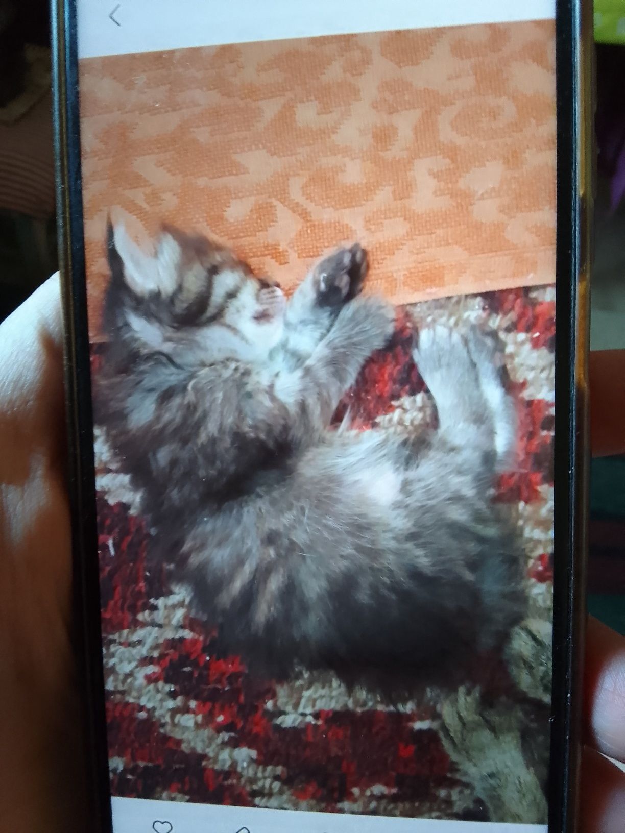 Котенок в добрые и любящие руки