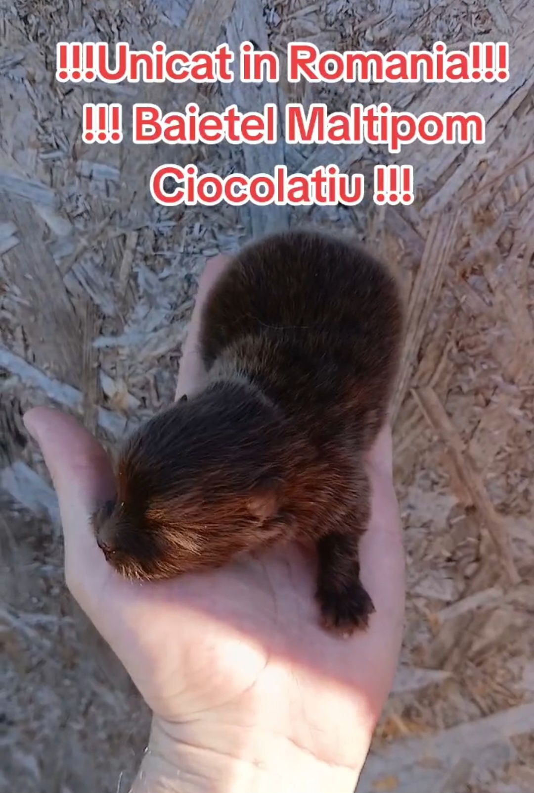 Asigur transport !!! Unicat in Romania !!! Pui Maltipom Ciocolatiu !!!