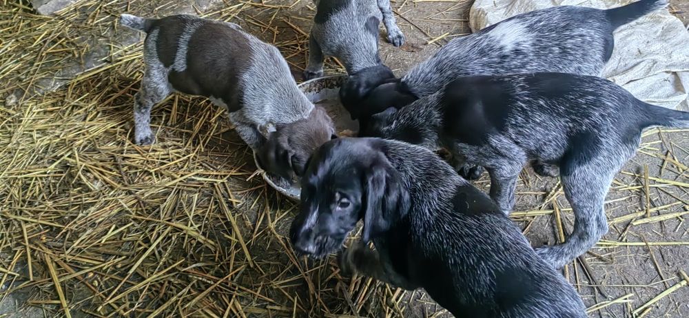 Дратхар кутрета , малки кученца дратхар