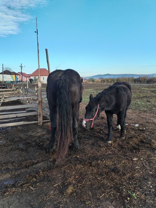 De vânzare iapa cu manz