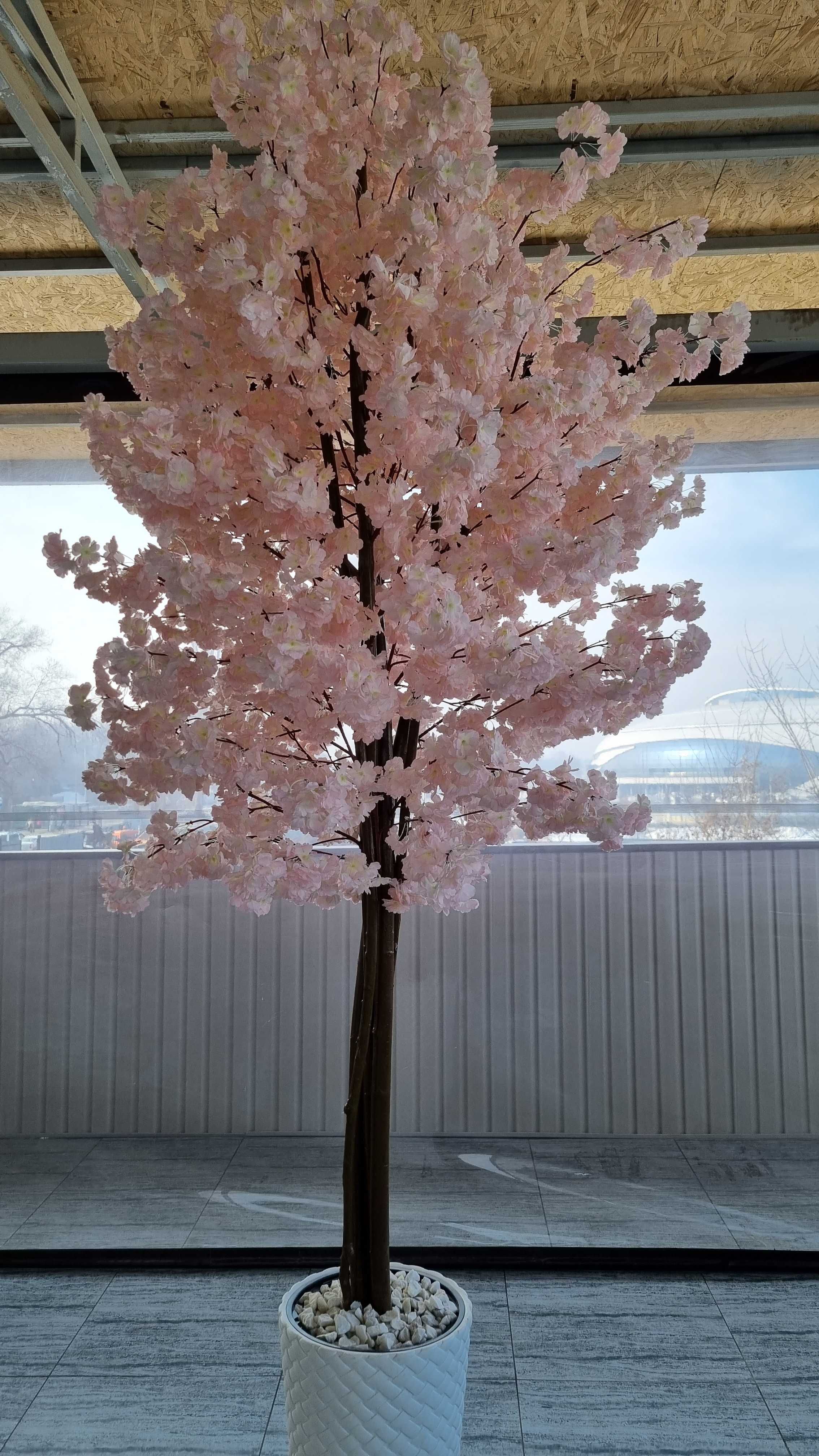 Сакура цветущее дерево на заказ