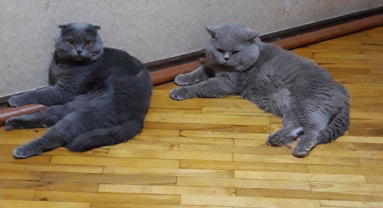 Продаётся котёнок скоттиш фолд — девочка, 2,5 месяца, нежная и игривая