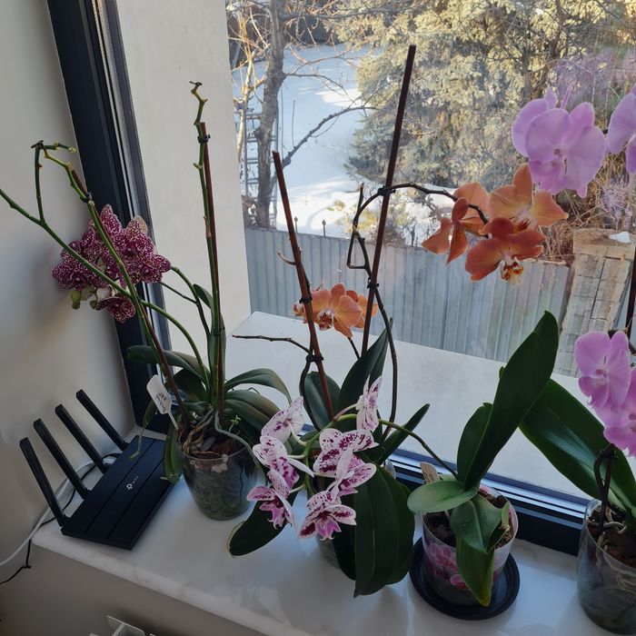 Продам коллекцию орхидей