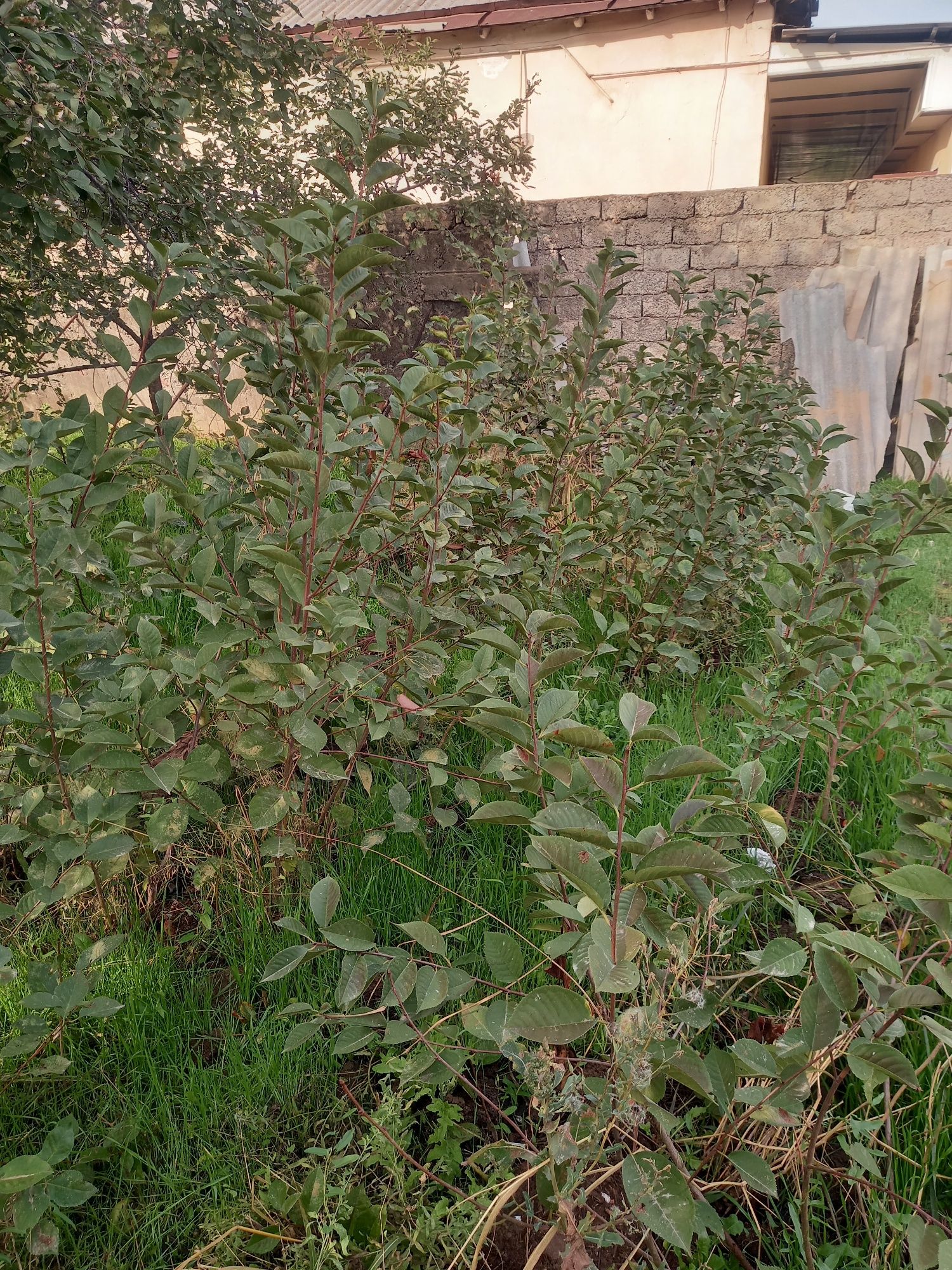 Shiponka olcha nihollari