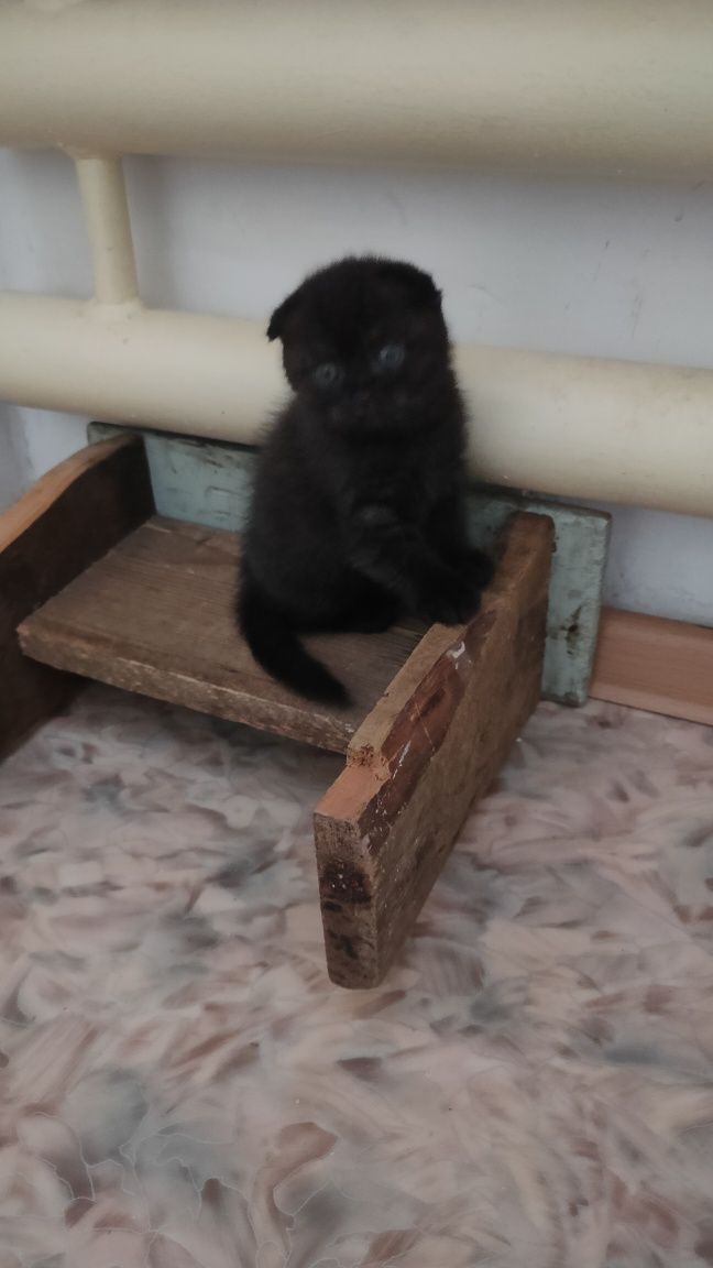 Продам котёнка девочку