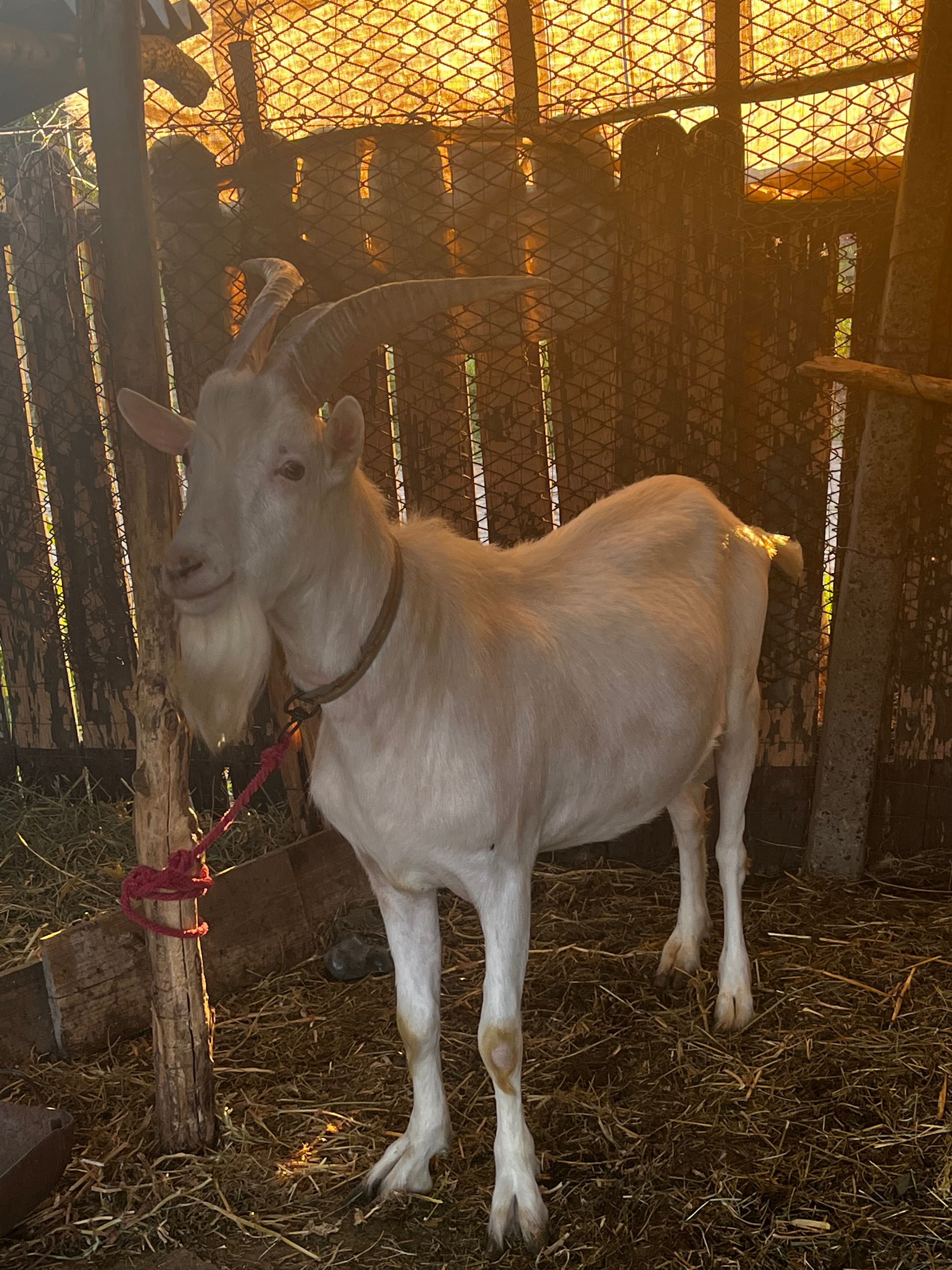 Capră şi țap alpin