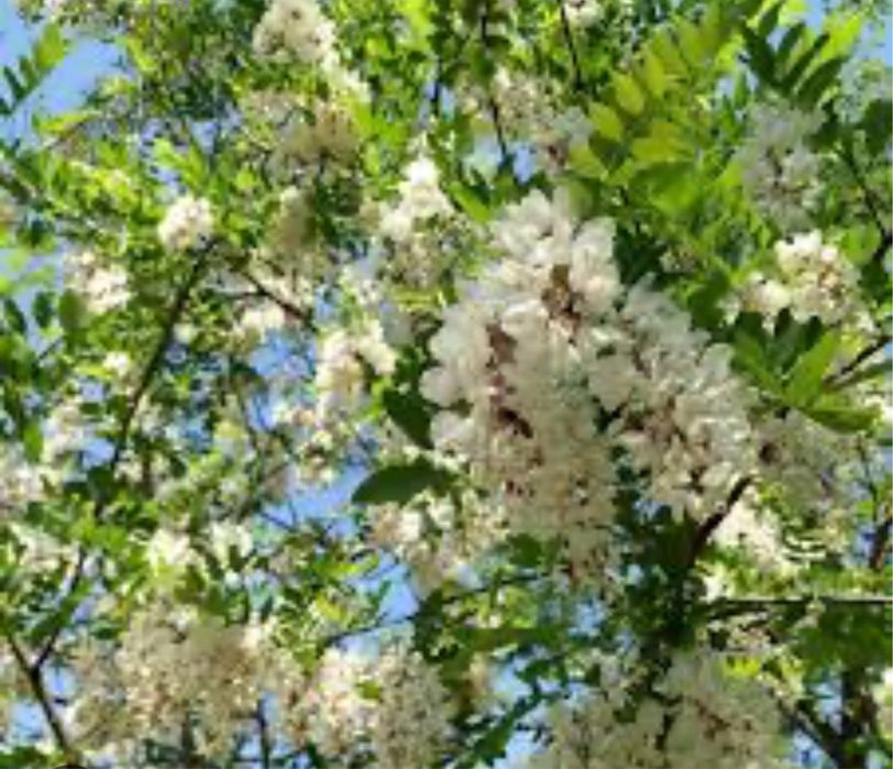 Vând miere de albine in cantități mari cât și la găleți!