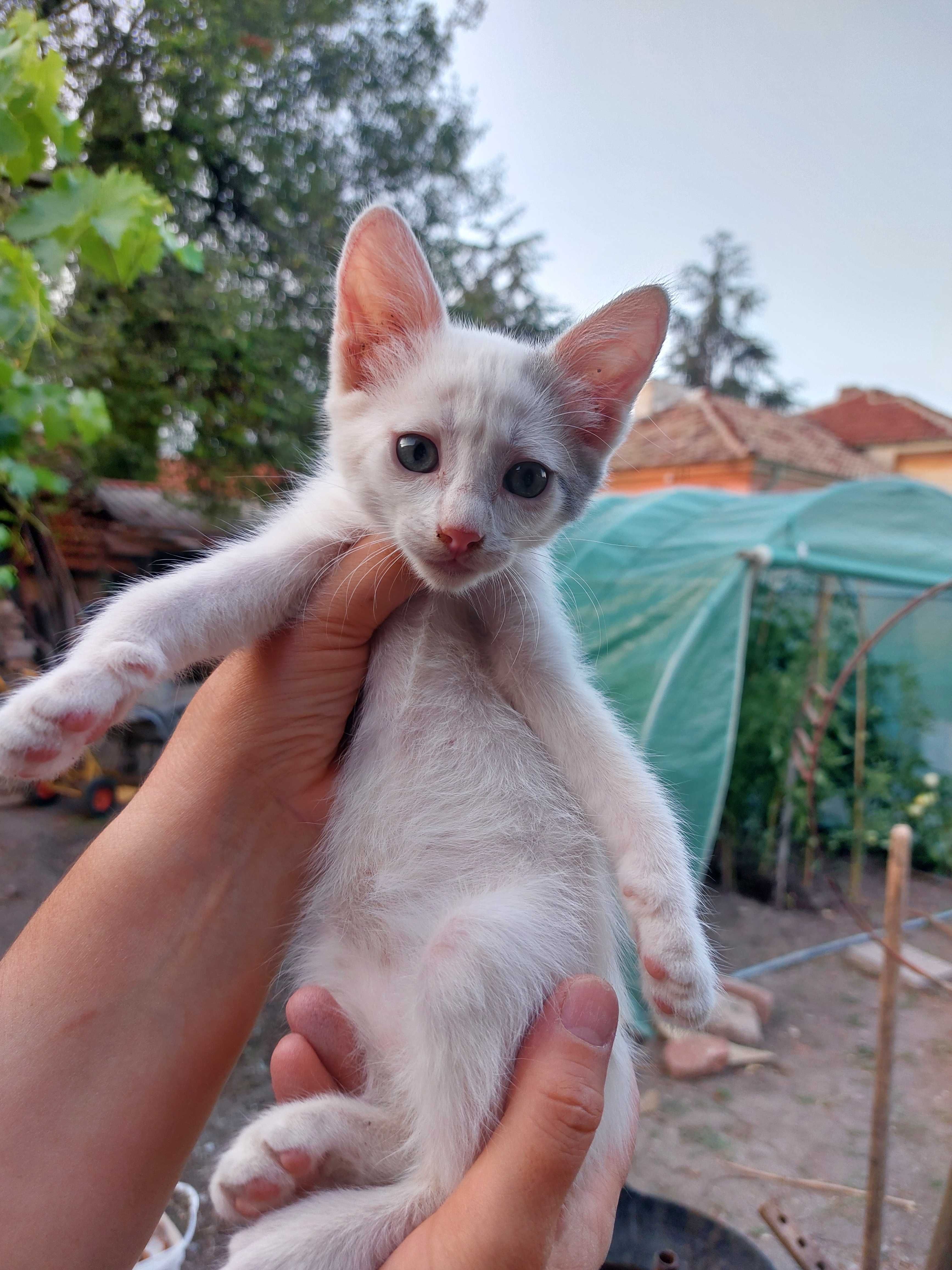 Подарявам котенца