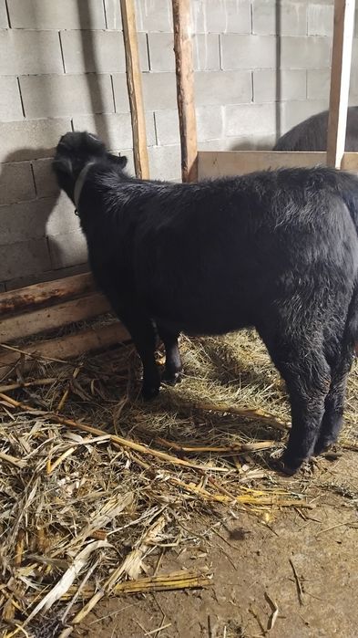 2 vitele angus disponibile