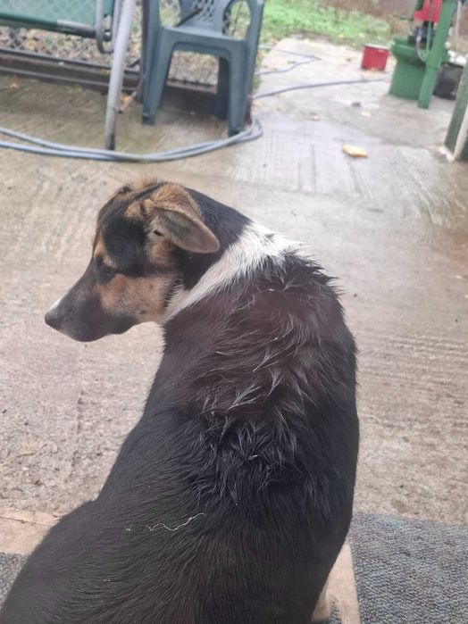 Ofer spre adoptie un pui de catelus lup